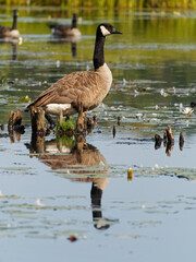 Fototapeta premium Canada goose standing in shallow water