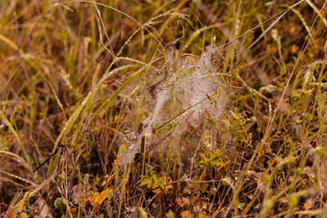 spiders web with mildew 