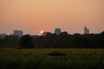 The skyline of Raleigh, North Carolina at sunrise with a sunflower field at Dix Park in the...
