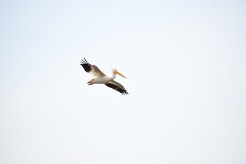 flying pelican in flight