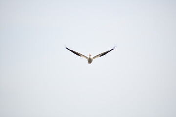 Obraz premium Soaring Pelican