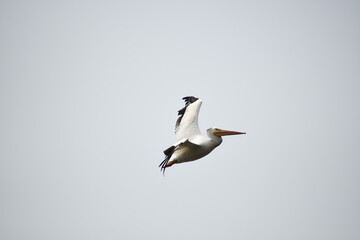 Obraz premium Pelican in Flight