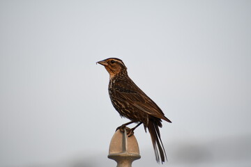 Bird on a Post