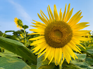 Single Sunflower 