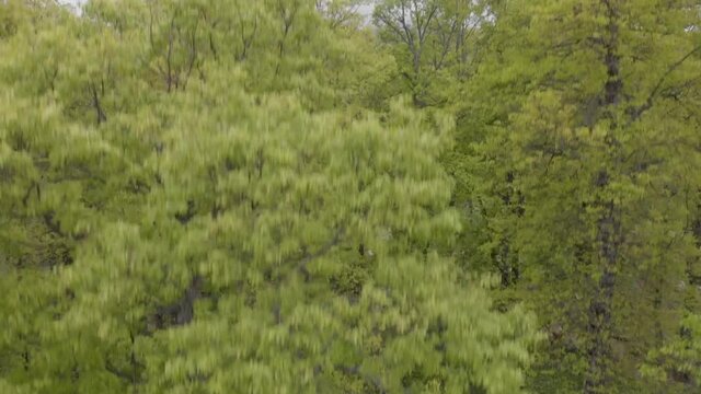 Drone footage flying upward between the trees in El Qammouaa Forest, Akkar Lebanon