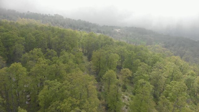 Drone aerial footage flying over the trees in El Qammouaa Forest, Akkar Lebanon