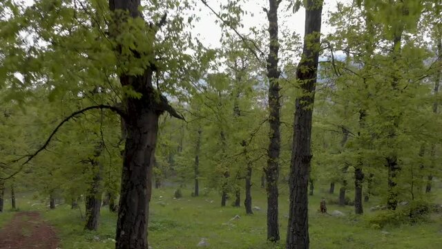 Drone footage passing through high forest trees akkar