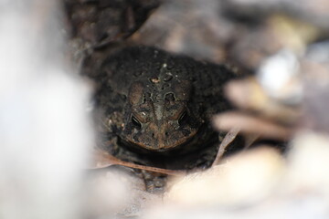 Frog Stump