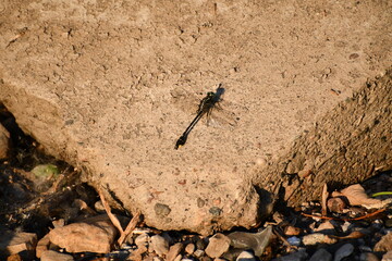 dragonfly on a rock