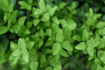 Fototapeta na wymiar Natural green leaves background. Clean environment. Ornamental plant in the garden.