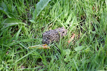 Frog in the grass