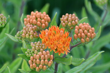 Orange Wildflower