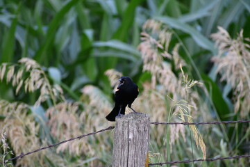Red Winged Black Bird