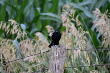 Red Winged Black Bird Stare