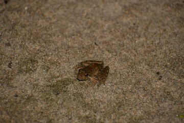 Frog on the beach
