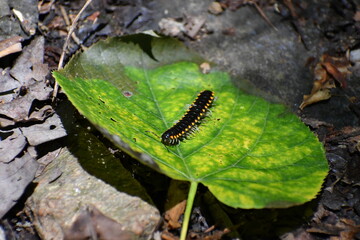 Centipede on a leaf