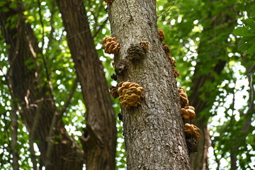 Obraz premium Mushroom Tree