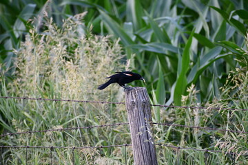blackbird in the grass
