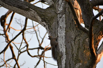 Squirrel on a trunk
