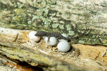 lizard eggs