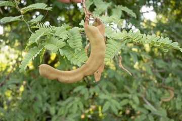 hand holding a branch