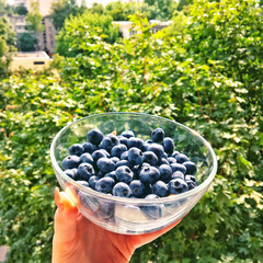 Photo of a beautiful blueberry in a bowl, on a wood background with sunbeams.