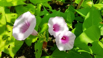 three kale flowers that are blooming in the morning