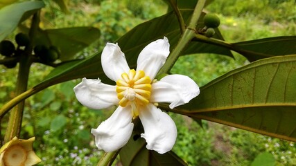 Guava Tangkalak, Bellucia axinanthera, Guava Endemic to Kalimantan