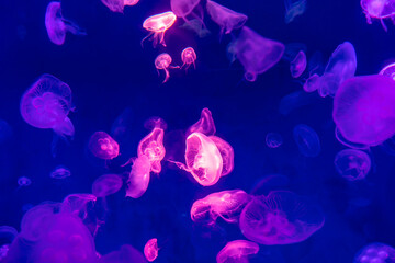 Obraz premium Jellyfish