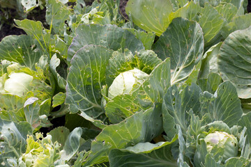 White cabbage leaves a close-up, eaten by pests. The concept of pest control, harvesting. Organic...