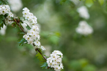 chinese hawthorn