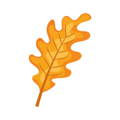 Obraz premium autumn oak leaf