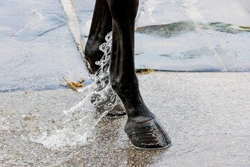 A horse with black legs getting and ankle hosed.