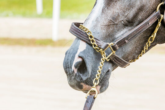 Nose  of a gray horse with a leather halter and a chain on the shank.