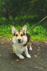 Corgi welsh pembroke smiles and lies in the summer grass 