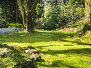 苔の絨毯