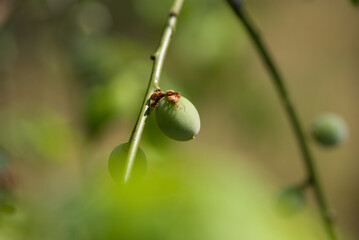 green plum tree