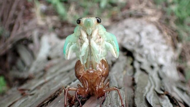 Tokyo,Japan - August 12, 2021: Closeup of a face of a brown cicada on a tree in the morning
