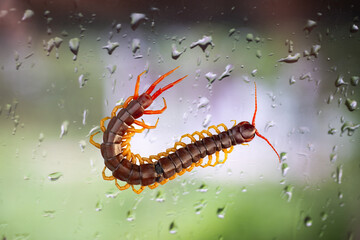A centipede on a large green leaf It is a poisonous animal and has a lot of legs.It is on clear glass with water droplets.