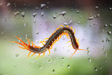 A centipede on a large green leaf It is a poisonous animal and has a lot of legs.It is on clear glass with water droplets.