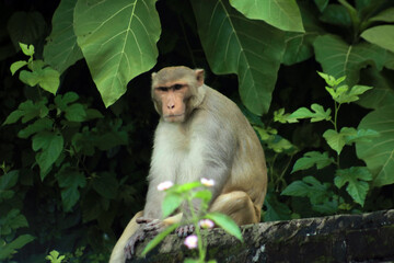 INDIAN MONKEY IN FOREST