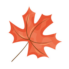 autumn maple leaf
