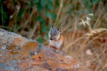 Chipmunk Eating Dinner