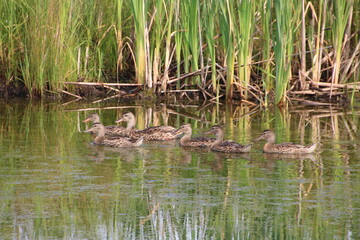 Line Of Mallards, Pylypow Wetlands, Edmonton, Alberta