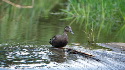 African black duck (Anas sparsa) in a pond at the Rietvlei Nature Reserve, Pretoria, South Africa