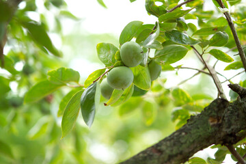 unripe persimmon