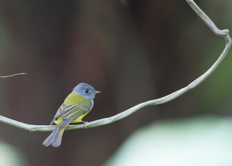 Grey-headed Canary Flycatcher
