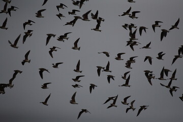 Flock of bird flying in the sky