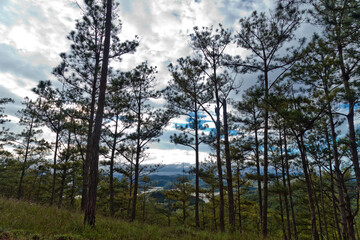 Obraz na płótnie Canvas Pine forest hill in Dalat province, Vietnam