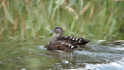 African black ducks (Anas sparsa) swimming in a pond at the Rietvlei Nature Reserve, Pretoria, South Africa